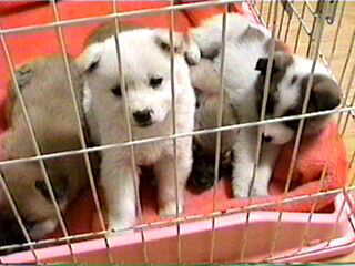 �����}���ɗ��Ăˁ�