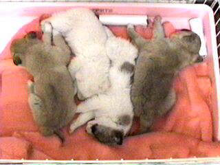 ���₷���