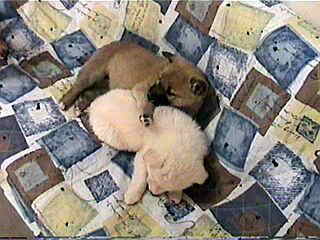 ����ς���S�I