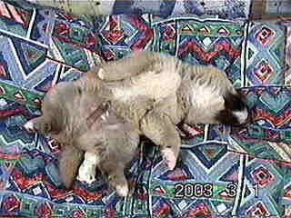 ���₷���