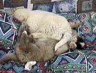 �Ȃ񂩏d���]�I