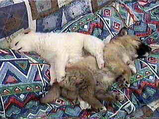 �w���ɂ��]�I