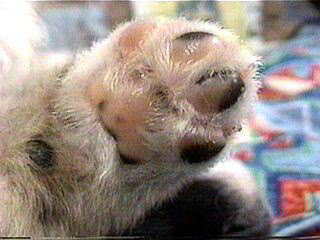 �ɂ����イ!