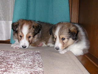 ���W���W�B�B�B