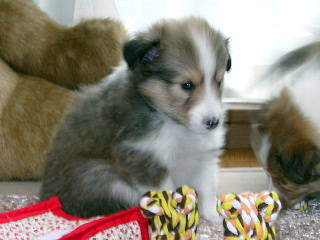 �ق�Ƃ��킢���B(#^_^#)�|�b..