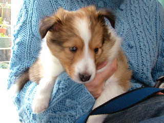 ��CAPA�����B�i�΁j