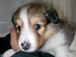 �傫�Ȃ��߂߁B