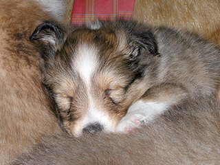 ���₷��B�B�B