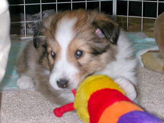 �{�N�̂��C�ɓ����