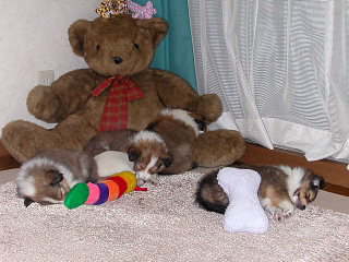 ���ꂿ������I(��)