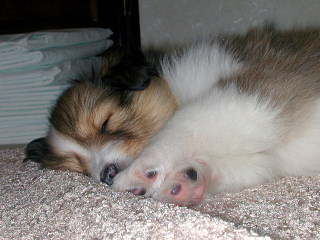 �s���N�́@�ɂ����イ��