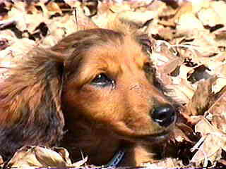 ���肢���܂��I