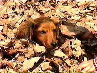 ���o�����̃C�a�����I(��)