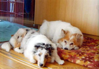 �}�[������ƃn�i�R�����