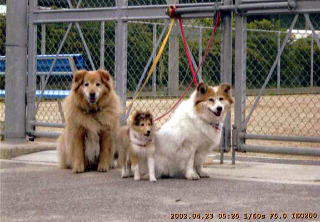 �R�R����񂪒��ԓ����