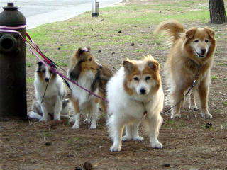 �R�R�}�}���񂿂̂�񂱐�������