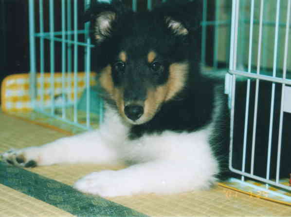 �h�C������A�n���T���ł����