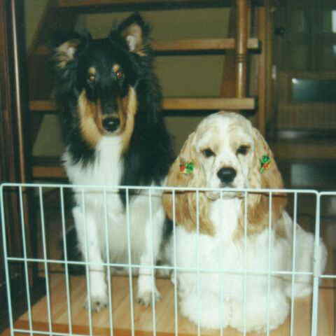 �����܂����B