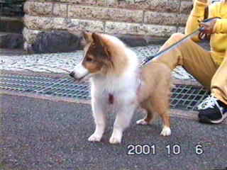 �ǂ��ł��A���̂������悳�I