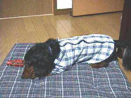 �����̂��m���A�f�G�ł����