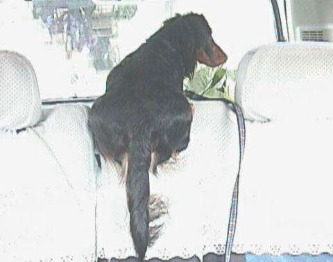 ���p�Ŏ��炵�܁`����