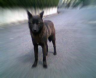 ���낿���̎ʐ^�P