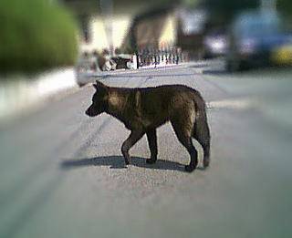 ���낿���̎ʐ^�Q