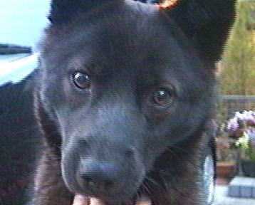 ���낿���̊�ʐ^