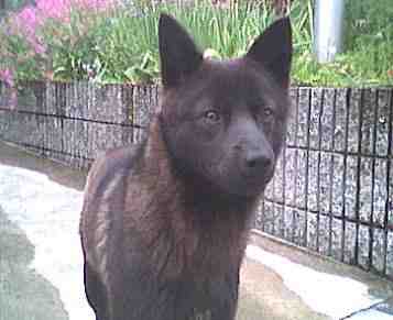 ���낿���̎ʐ^