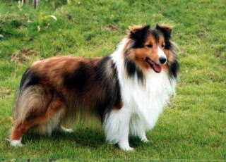 �͂��|�[�Y�I