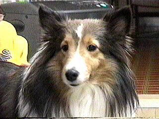 ���A�股�`��i�܂邿���j