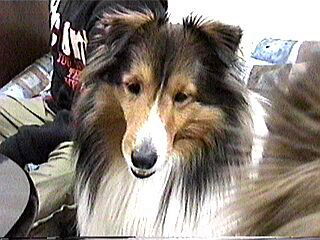 �������܂��`��i���I������j