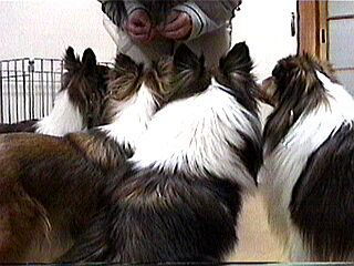 ����􂨂��i�܂邿��񂸁j