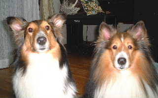 ��낵��������