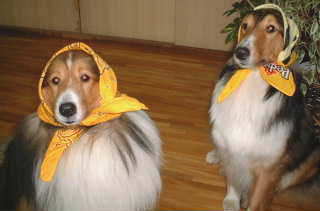 ���������u���C�ɓ���v�����I�H