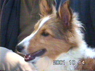 �ӂ�ӂ�}������������