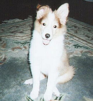 �ꂨ�ށ[�̂��Ƃ��̃}�����������ł��B