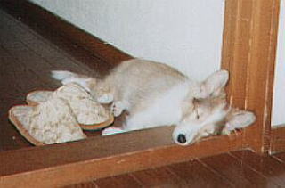 �����̎ʐ^�����Ă�݂���(��)