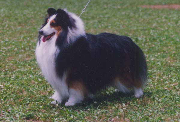 ��������̃C���f�B�[����B