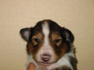 ���Ƃ��̂�