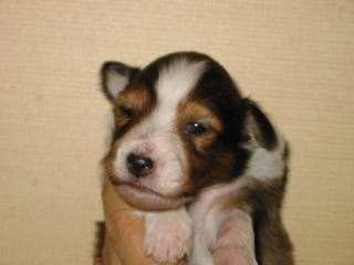 ���Ƃ��̂�