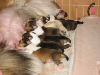 ���킟�A���킢����