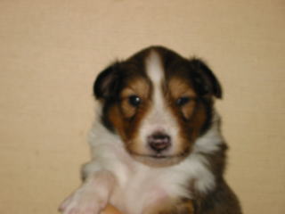 ���Ƃ��̂�