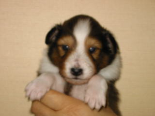 ���Ƃ��̂�