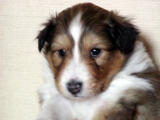 ���Ƃ��̂�