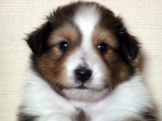 ���Ƃ��̂�