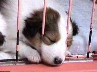 �������Ă��@���L�т�̂ˁ�i�R�j