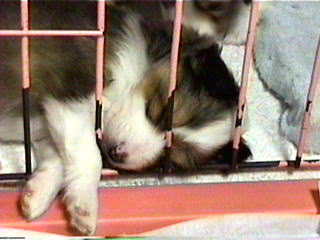 �u�o���ā`�v�ނɂ�ނɂ�