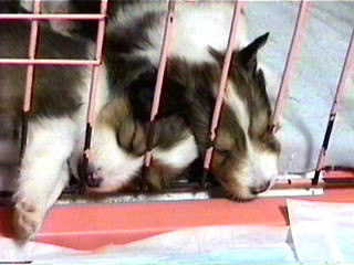 �ނ���ނ���I