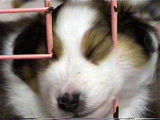 �V��̃n���X�^�[�H